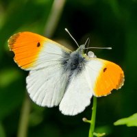 из сегодняшней съемки  5 :: Александр Прокудин