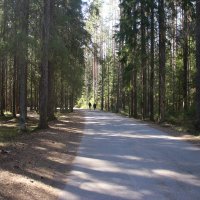Комарово :: Наталья Герасимова
