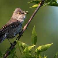 Ястребиная славка. :: Владимир Безбородов