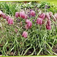 Рябчик шахматный :: Veera V Рябчик шахматный :: Veera V