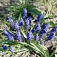 Мускари :: Veera V Мускари :: Veera V