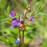 Шмелик и чина :: Галина Кан Шмелик и чина :: Галина Кан