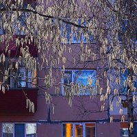 Май...Осина распустила свои сережки! :: Владимир 