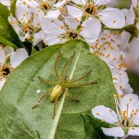Мастер камуфляжа! :: Елена Хайдукова  ( Elena Fly )
