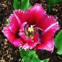 Во всей красе :: Людмила Смородинская