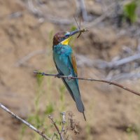 золотистые щурки :: юрий макаров