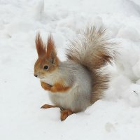 Холодно зимой :: PRP 