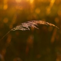 Нежно так… :: Натали Королева