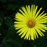 Дороникум :: Рита Симонова