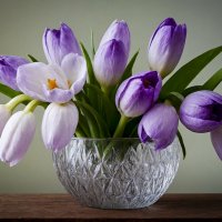 Крокусы :: Aleksey Afonin