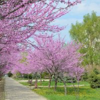 Середина апреля, буйство цветения... :: Надежда Куркина 