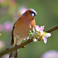 ** :: Николай Соколухин ** :: Николай Соколухин
