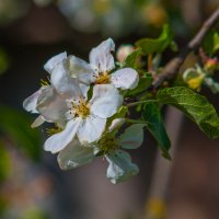 Цветок яблони. :: Анатолий Нецепляев Цветок яблони. :: Анатолий Нецепляев
