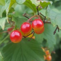 Ягоды :: Валентина Подгорная