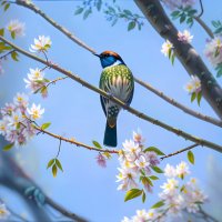 Весне поются песни... :: Freddy 97