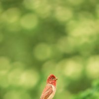 Самец в ожидании самки. :: Зинаида Манушкина