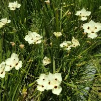 Диетес двуцветный :: Светлана Хращевская