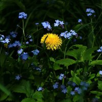 Радуют :: kolyeretka 