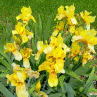 Ирисы :: Нина Бутко Ирисы :: Нина Бутко