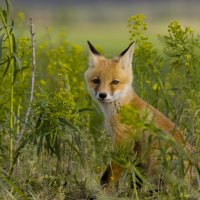 *** :: Валерий Черняк