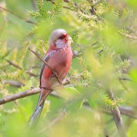 Урагус за трапезой :: Владилен Панченко