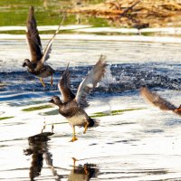 Полундраааааааа. :: Yuri Chudnovetz