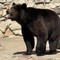 Бурый медведь Гром из Московского зоопарка :: <<< Наташа >>>