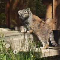 Манул Тимоша из Московского зоопарка :: <<< Наташа >>> Манул Тимоша из Московского зоопарка :: <<< Наташа >>>