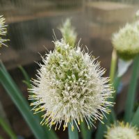 Лук :: Татьяна Пальчикова