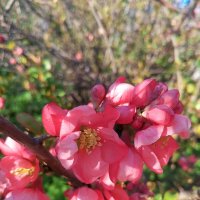 Хеномелес :: Сапсан 