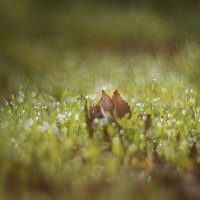 В бескрайнем космосе октябрьской росы. :: Анатолий Щербак