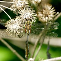 из вчерашней съемки 4 :: Александр Прокудин из вчерашней съемки 4 :: Александр Прокудин