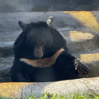 Уссурийский медведь :: <<< Наташа >>>