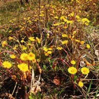 Май...Полянка с первоцветами! :: Владимир 