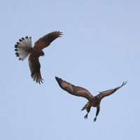 Пустельга атакует :: Владилен Панченко