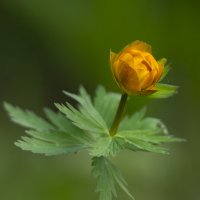 купавница в молодости :: cfysx 