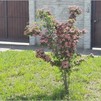 Интересное деревце :: Сеня Белгородский