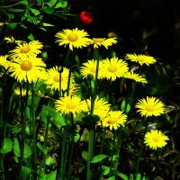 Дороникум цветёт :: Людмила Смородинская Дороникум цветёт :: Людмила Смородинская