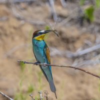 золотистые щурки :: юрий макаров золотистые щурки :: юрий макаров