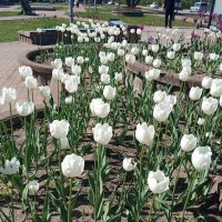 Белые тюльпаны украсили мой город :: Елена Семигина