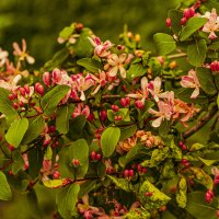 Зацветает жимолость. :: Петр Беляков Зацветает жимолость. :: Петр Беляков