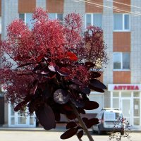 Скумпия кожевенная на фоне города :: Татьяна Смоляниченко