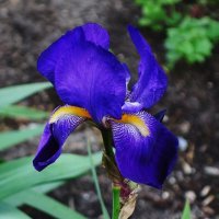 Ирис :: Рита Симонова Ирис :: Рита Симонова