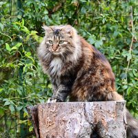 Кассандра :: Светлана