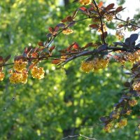 Барбарис обыкновенный :: Oleg4618 Шутченко