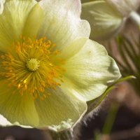 Весна. Подснежники (сон-трава). :: Алексей Трухин