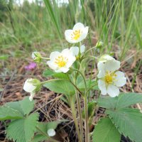 Это ещё цветочки! :: Егор Бабанов