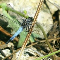 Голубая стрекоза :: ZNatasha - Голубая стрекоза :: ZNatasha -