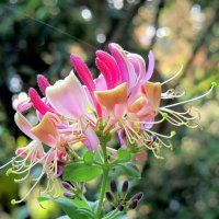 Красивое цветение :: Валерий 