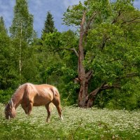Дуб :: Елена 